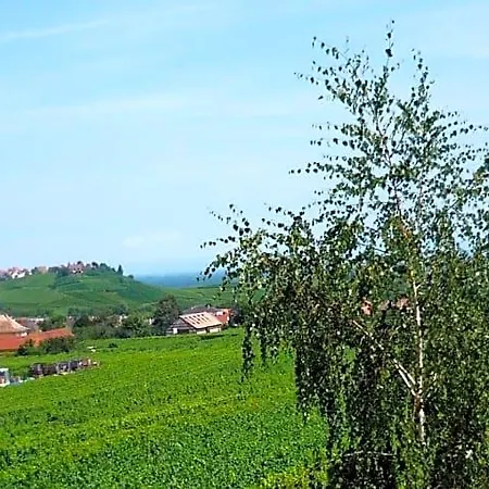 Chambres D'hotes Du Vignoble ريكفيهر